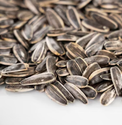 피부 노화 방지 비법 음식 관리법