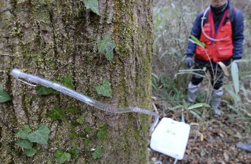 고로쇠물 효능 먹는 방법 보관 방법 총정리!