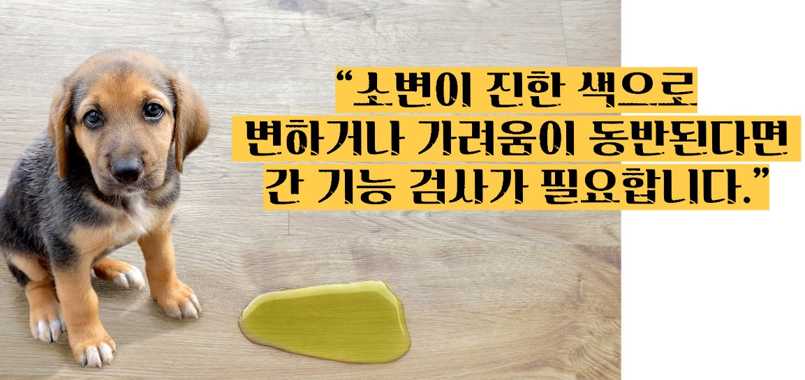 간암 초기증상