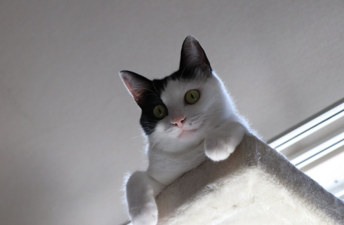 고양이
