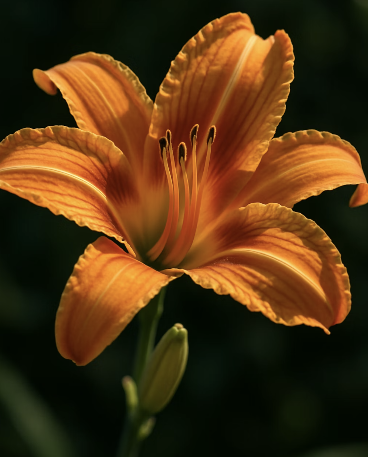 꽃이 피는 방식의 차이