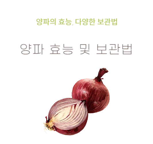 양파-효능,보관법