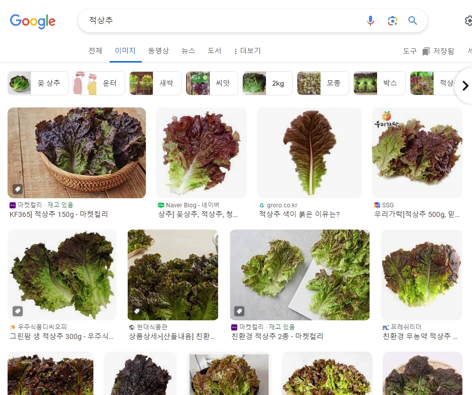 고기 쌈과 잘 어울리는 붉은 잎의 적상추