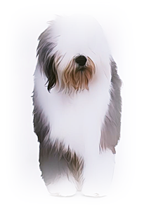 사역견.올드 잉글리시 쉽독(Old English Sheepdog)