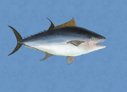 세계에서 가장 비싼 음식