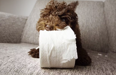 벽지나 골판지 등을 베어 먹는 건 왜?