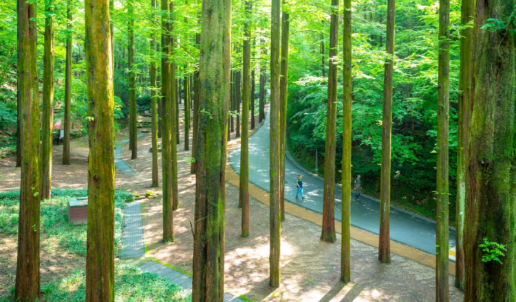 장태산 자연휴양림