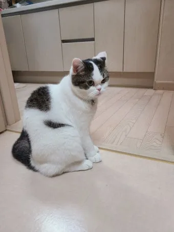 집고양이 vs 길고양이 평균 수명 차이 심층 분석_17