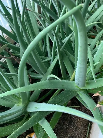 &amp;quot;알로에베라