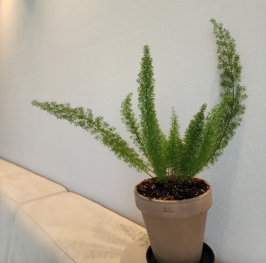 아스파라거스메이리의 모습