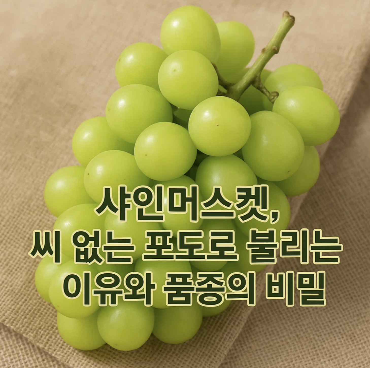 샤인머스켓, 씨 없는 포도로 불리는 이유와 품종의 비밀