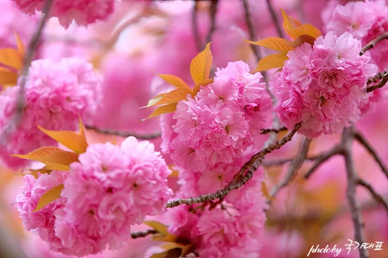 겹벚꽃 개화시기 숨겨진 명소_9