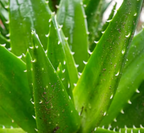 역류성식도염에 좋은 음식 영양제 식단