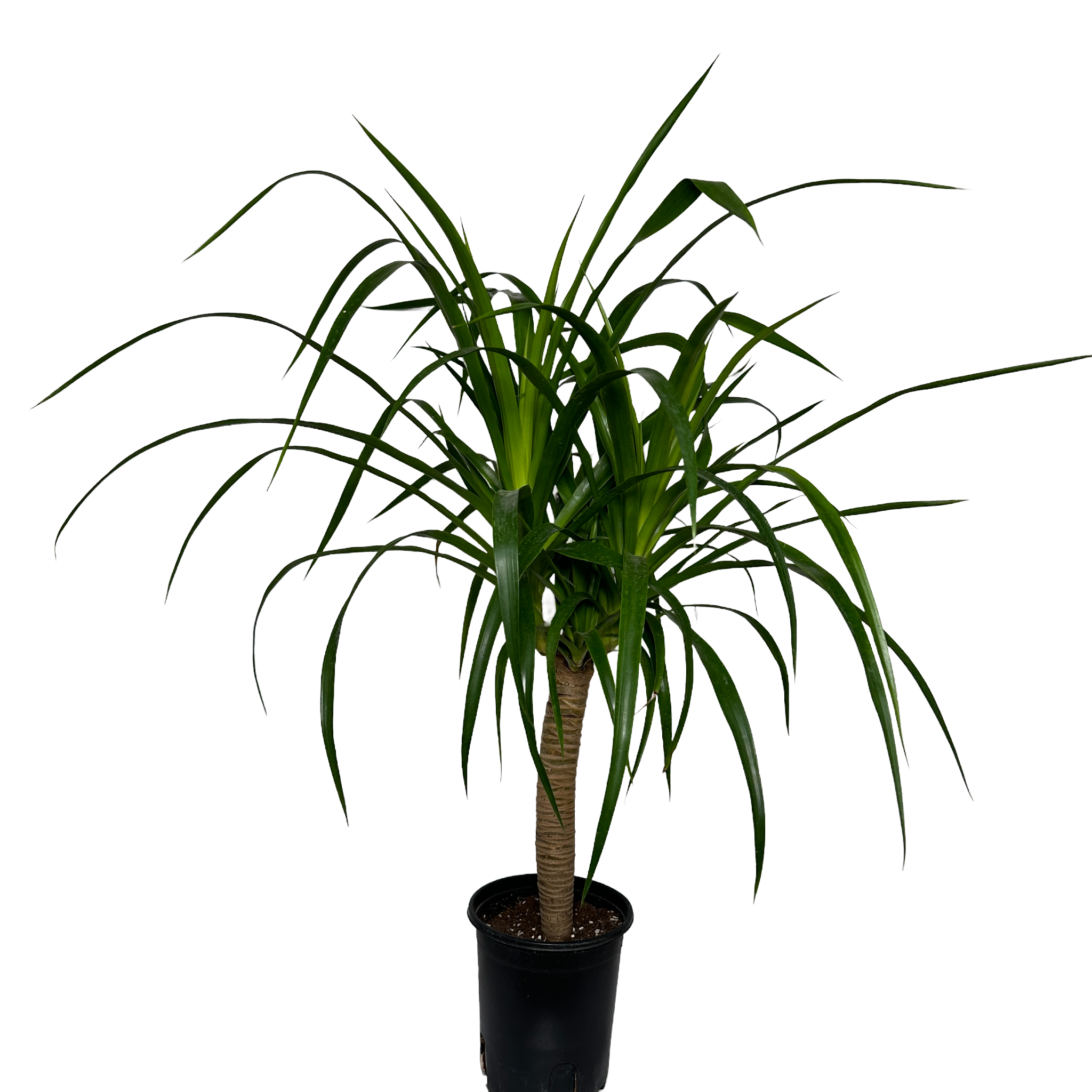 키우기쉬운 실내 정화식물 드라코 키우는 법