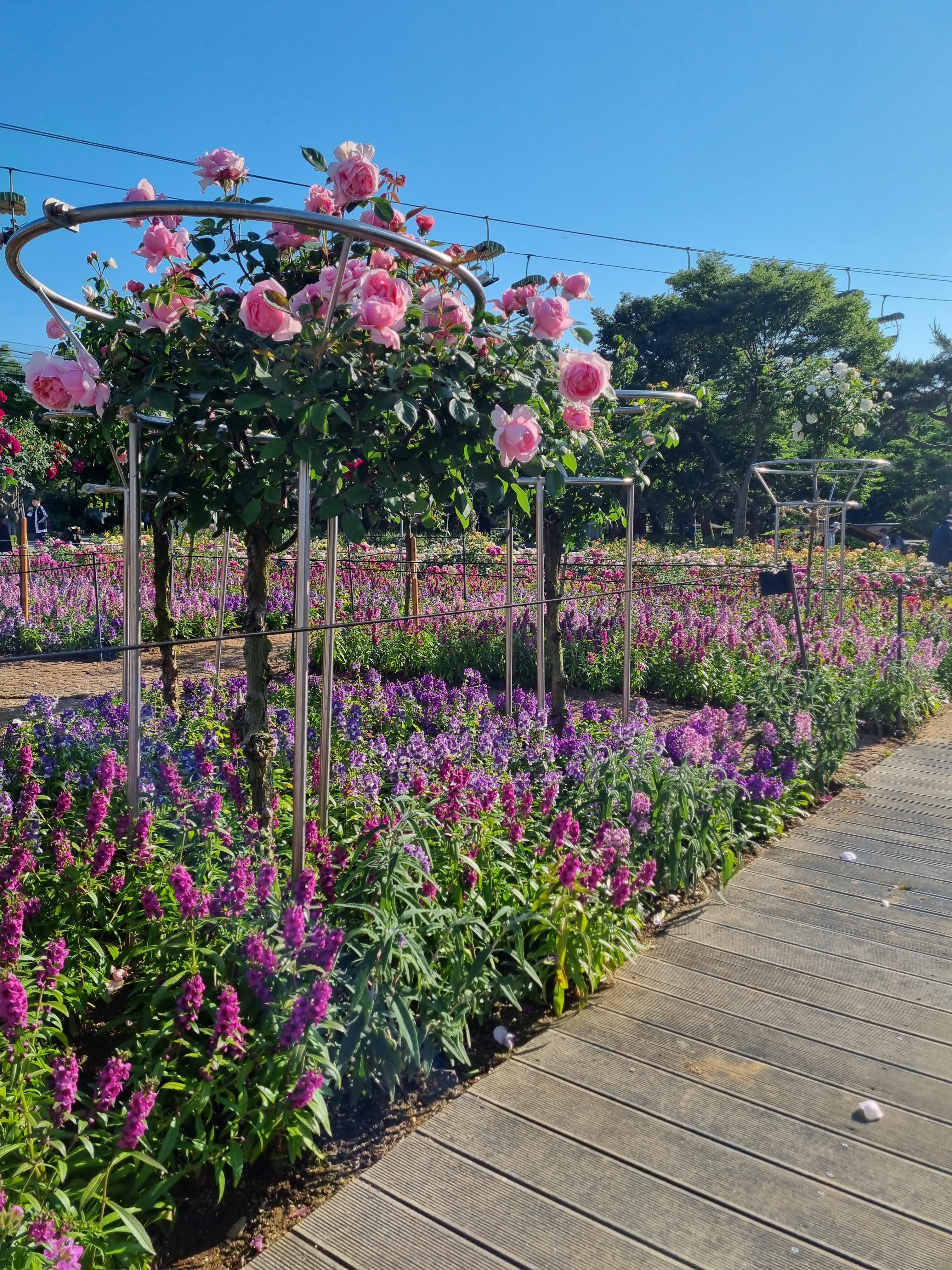 서울대공원 장미원 축제