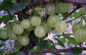 구스베리 재배 가시 관리 통풍 확보 열매 보호_7