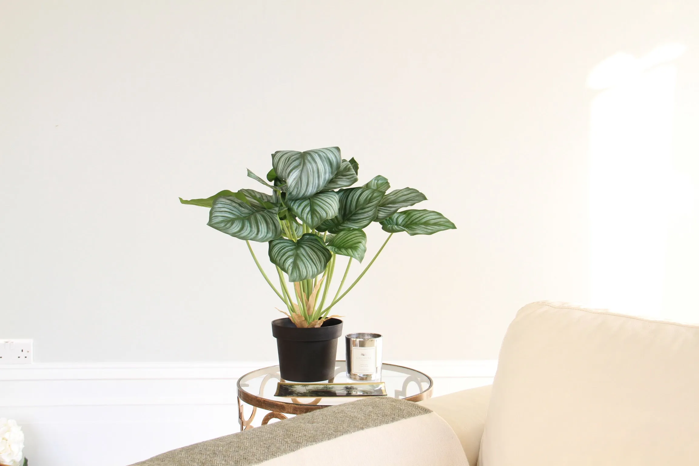 물없이 잘 자라는 실내 식물 추천_3