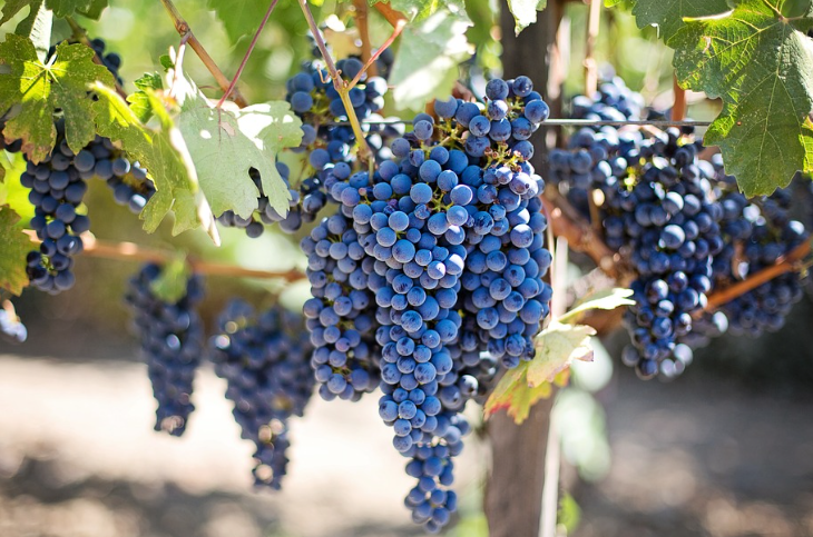 토마토와 상극인 과일