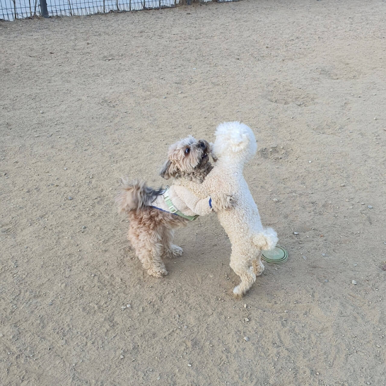 열심히 놀고 있는 토리