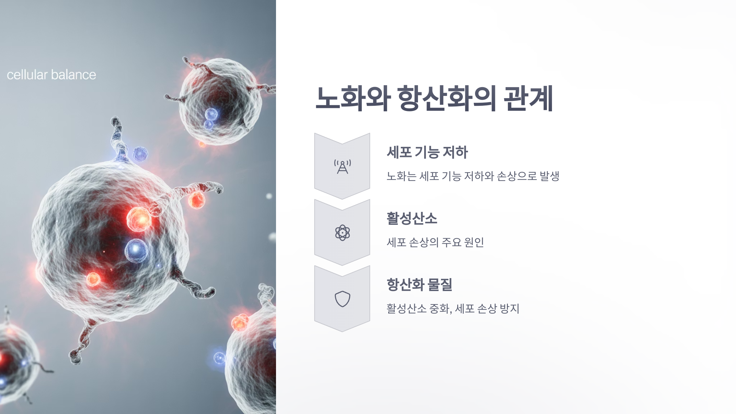참조-노화늦추는-영양제-2