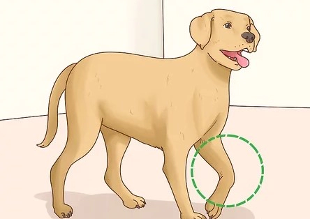 강아지 관절염 증상 치료 및 영양제 추천