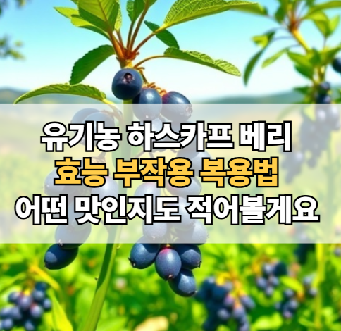 유기농-하스카프-베리-효능-분말-가루-맛-복용법