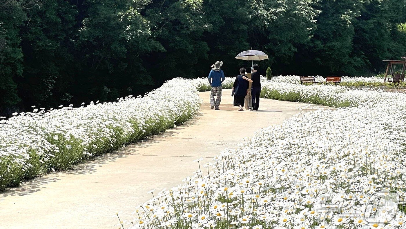 단양 샤스타데이지