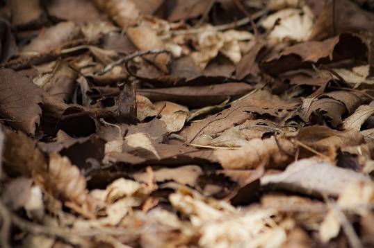 러브버그 익충, 퇴치방법은?