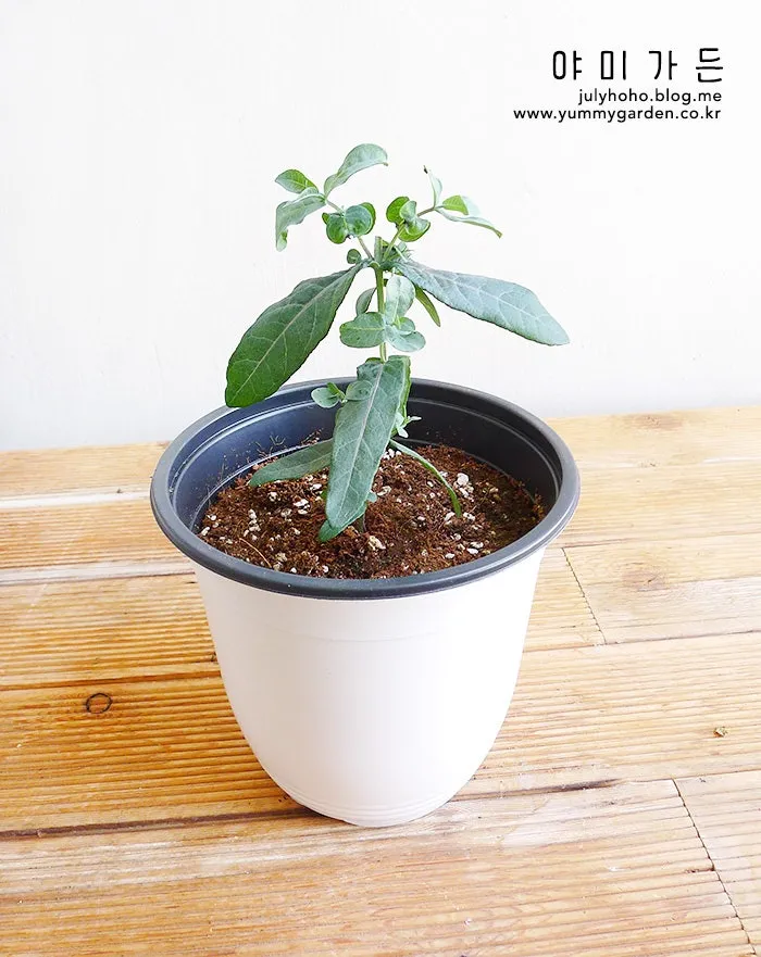 순지르기 기초 측지유도 키작게유지 공간효율 관리 팁_8