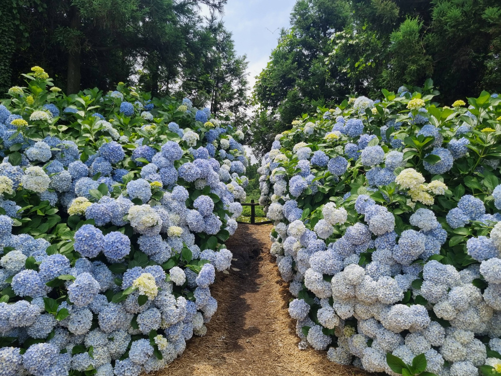 보롬왓 수국정원 축제