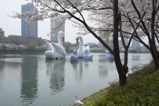 오리배-호수-건물-나무