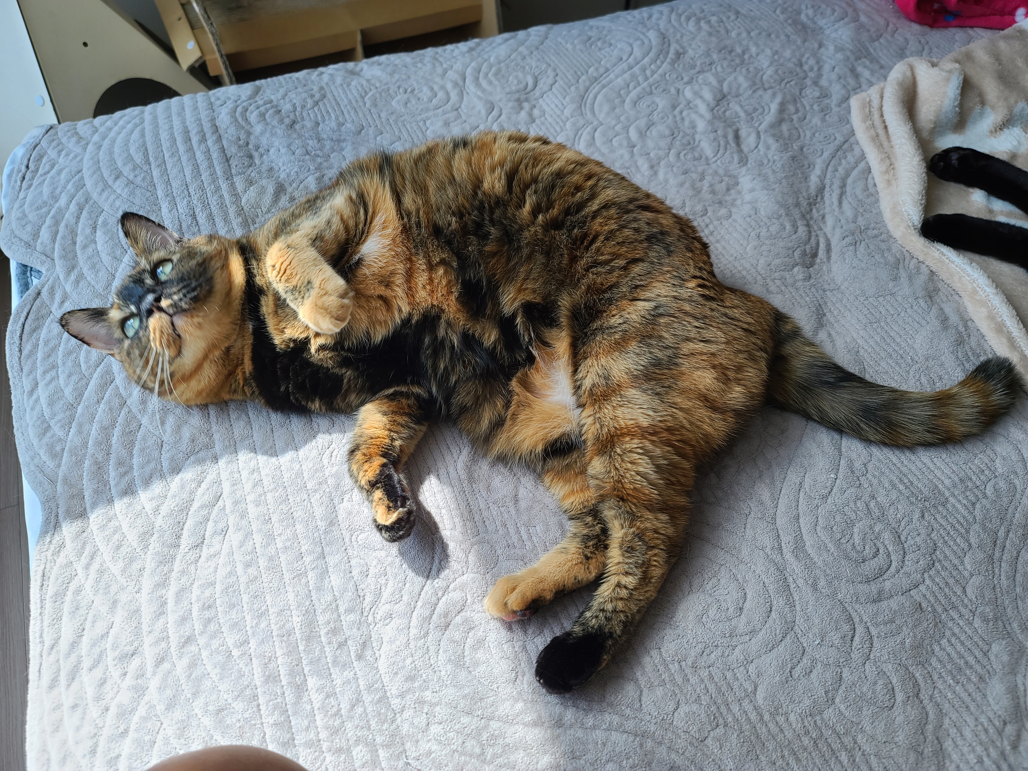 매력적인 고양이 카오스 사랑이.