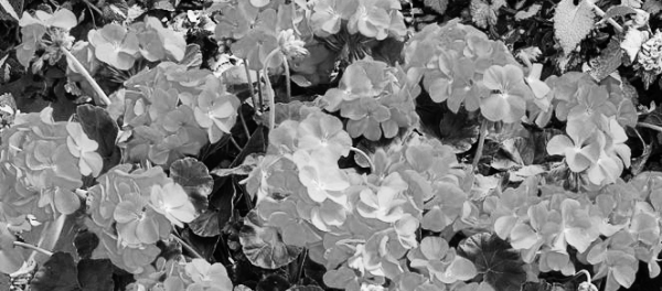 제라늄 꽃말: 주홍 제라늄 (오렌지 제라늄)