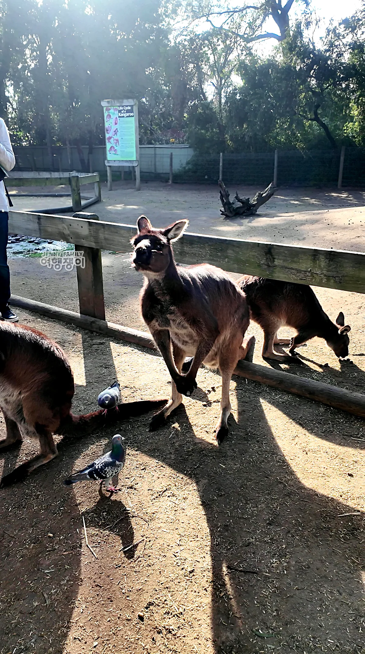 햇살 아래 야외 방사장에서 자유롭게 뛰노는 캥거루들 / Kangaroos roaming freely in the open-air enclosure under sunlight