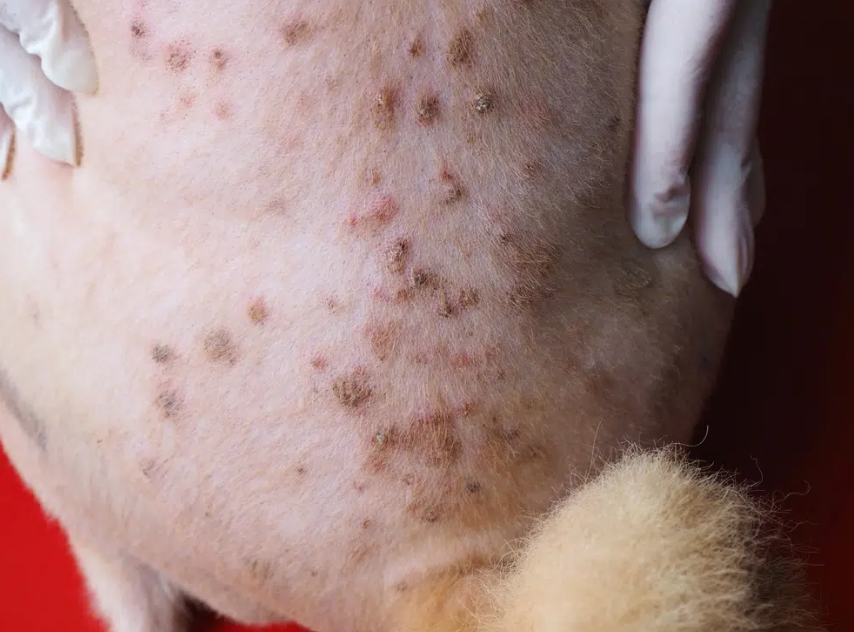 강아지 피부 딱지 글에 대한 썸네일