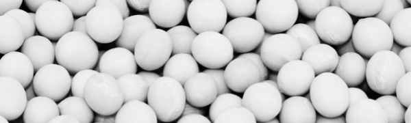 메주콩 삶는법: 메주콩 파종시기