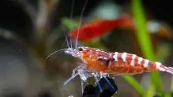 새우 요리 11가지 황금레시피_26