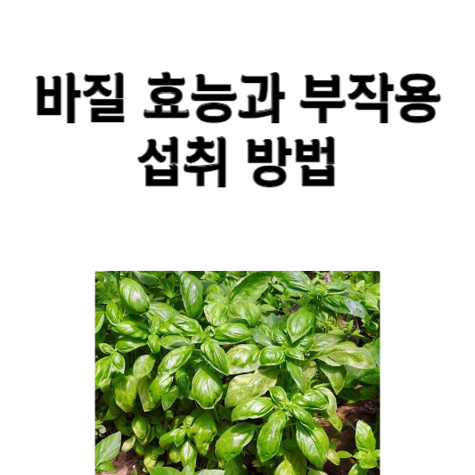 바질 효능과 부작용&#44; 섭취 방법