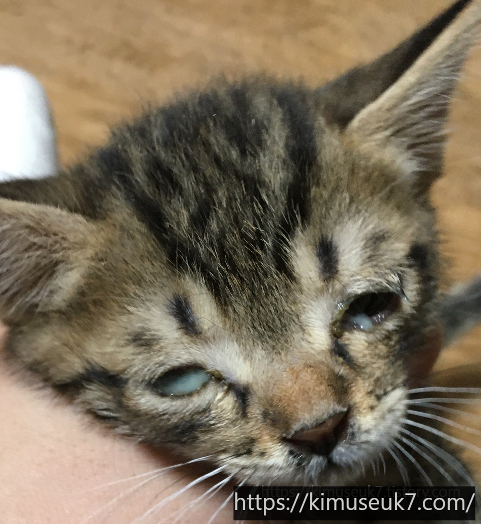 눈도 뜨지 못한 아기 고양이를 집으로 데려온 후, 생존 관리 기록