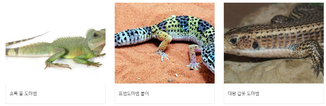 구미 쥬쥬동산