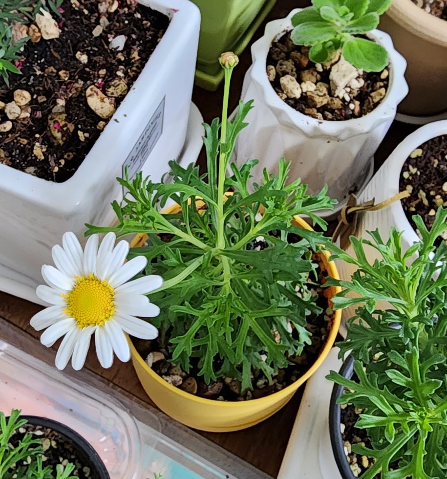 하얀색의 목마가렛꽃이 피었어요