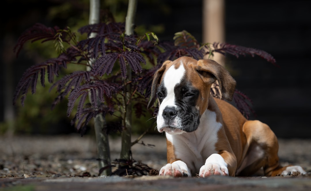 Boxer