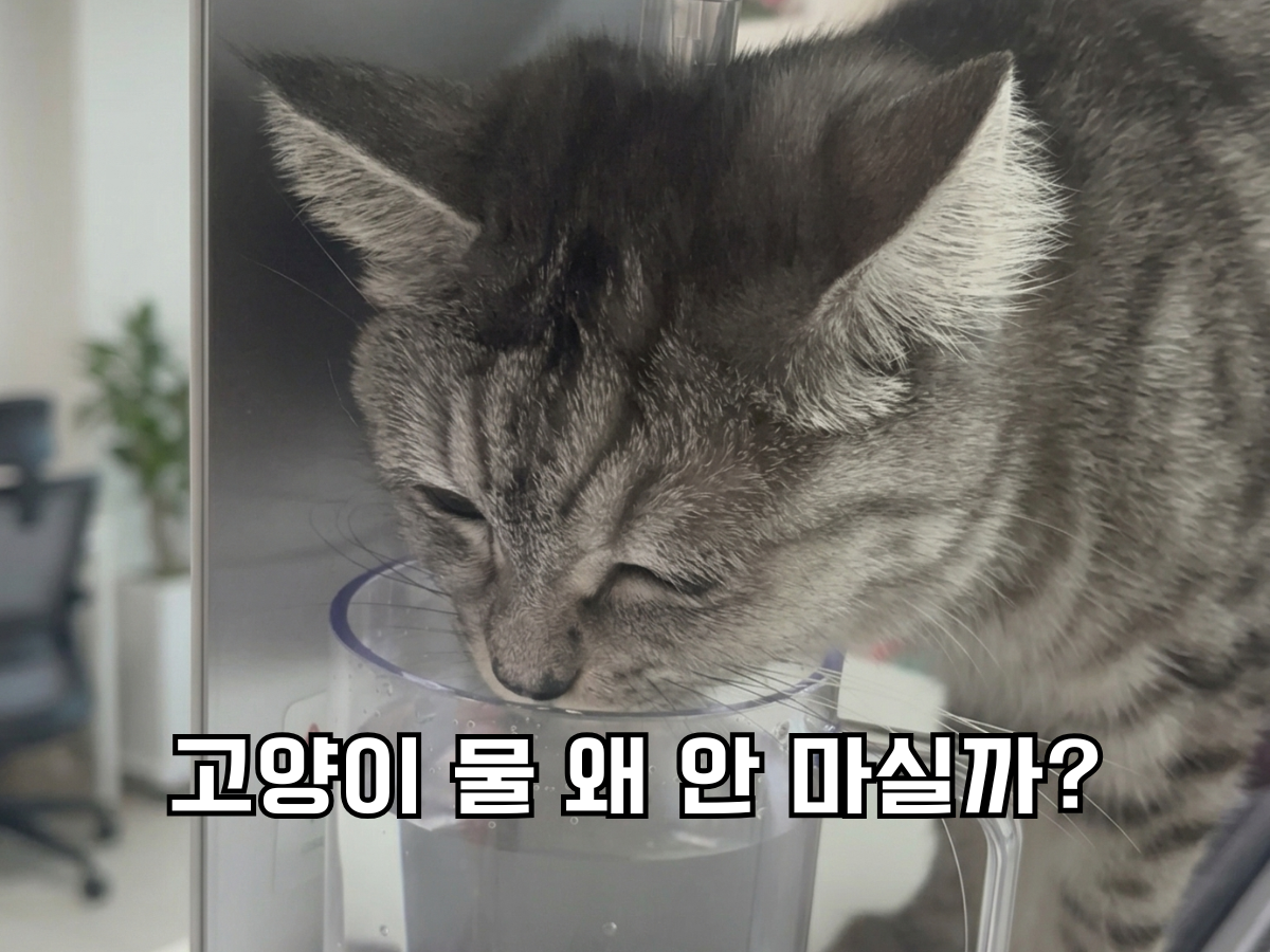 고양이 물 안 마시는 이유와 하루 권장 음수량 체크하기 썸네일