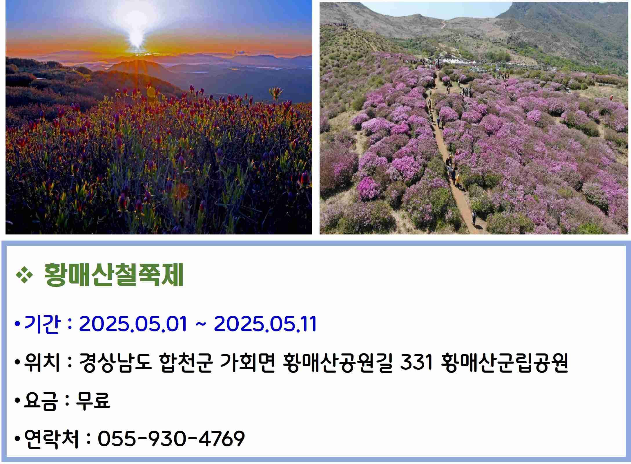 황매산철쭉제