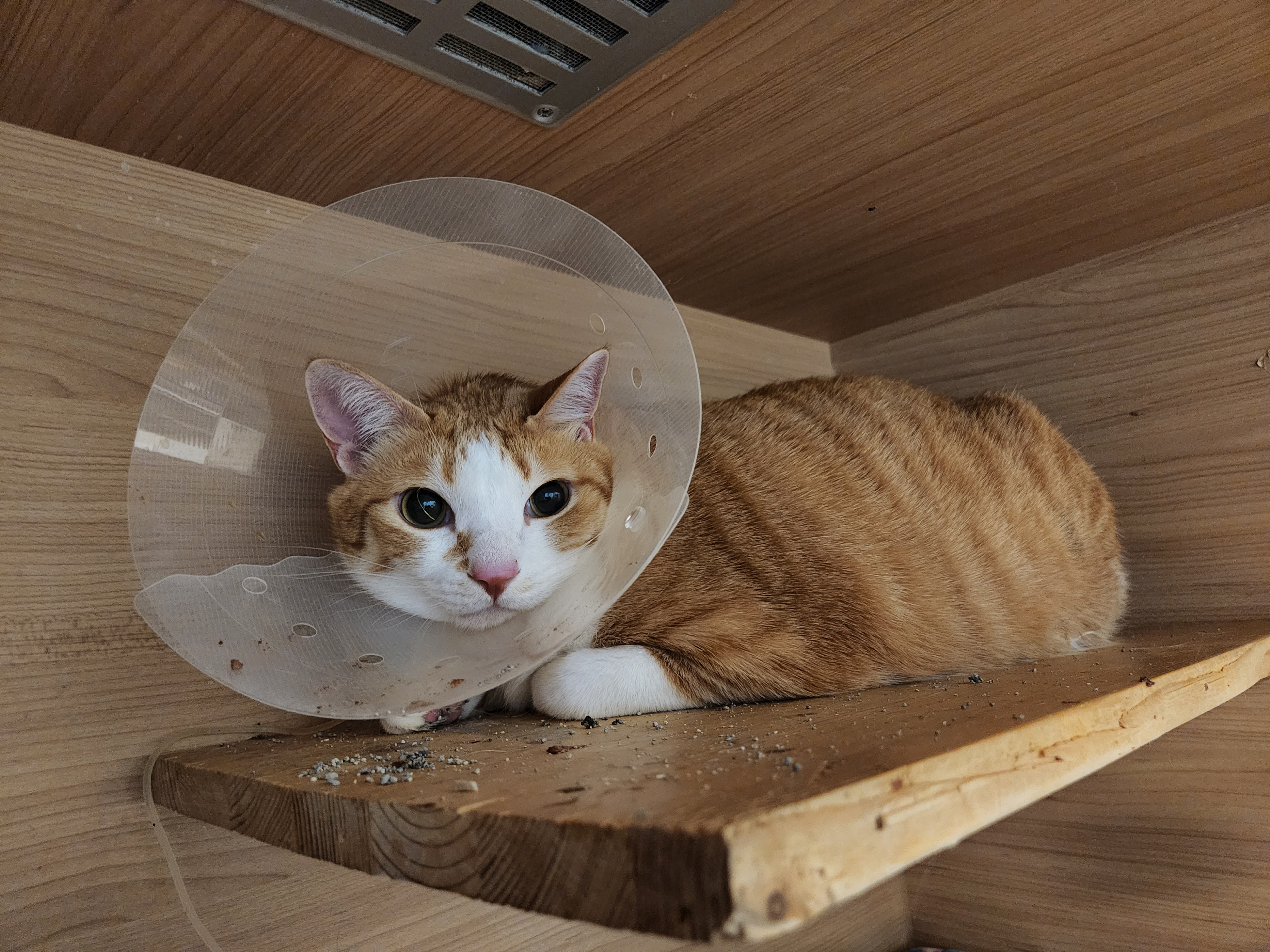 황달로 인한 호야의 입원. 고양이 황달.