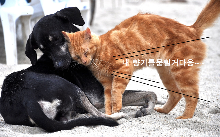 몸을 비벼 대는 고양이 사진