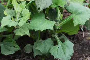 야콘 효능 및 영양성분&amp;#44; 먹는 방법