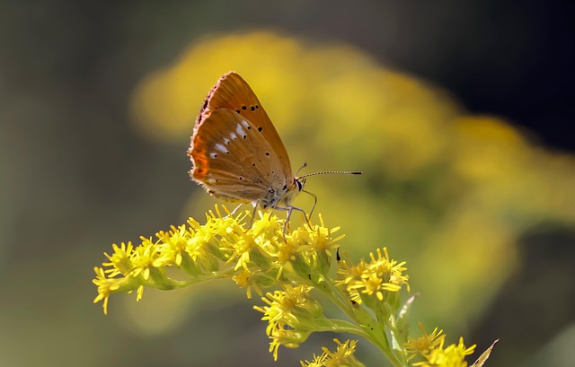희귀 식물의 상업적 가치 평가 및 마케팅 전략