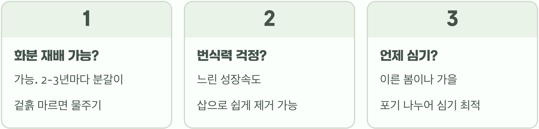 여름 정원의 보랏빛 융단, 맥문동꽃 키우기 A to Z (심는 법부터 월동까지)