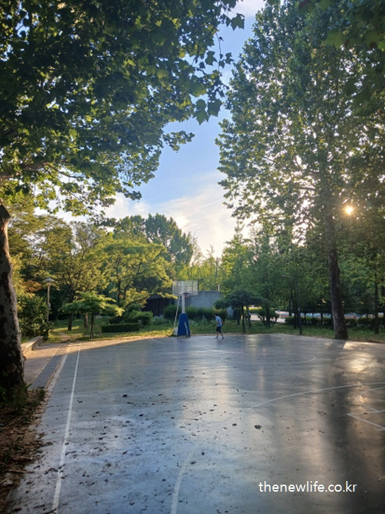 A quiet basketball court under large trees at Children's Grand Park./서울 어린이 대공원의 나무 아래 조용한 농구장 풍경